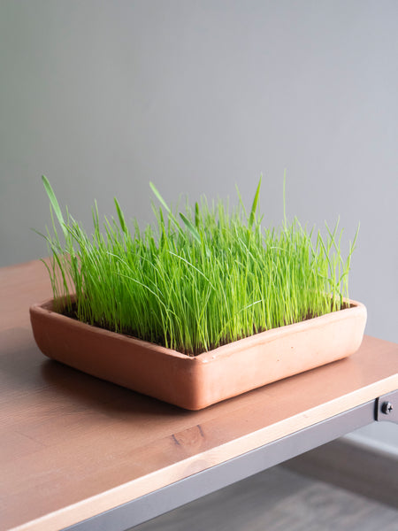 Terracota green - microgreens y hierba gatera