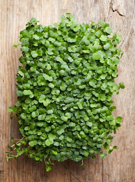 Terracota green - microgreens y hierba gatera